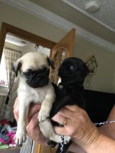 Extra Chaming pug puppies available