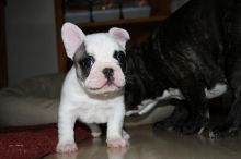 Perfect healthy M/F French bulldog puppies Available