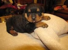 Top Quality Rottweiler Puppies Available Now