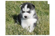 Very Playful and friendly Male and Female siberian husky Puppies