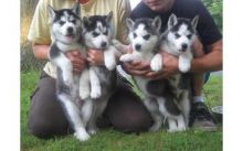 Very Playful and friendly Male and Female siberian husky Puppies