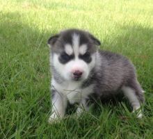 Very Playful and friendly Male and Female siberian husky Puppies