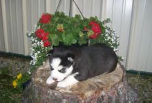 Very Playful and friendly Male and Female siberian husky Puppies