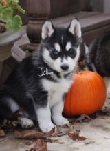 Very Playful and friendly Male and Female siberian husky Puppies