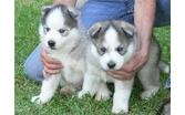 Very Playful and friendly Male and Female siberian husky Puppies