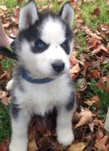 Very Playful and friendly Male and Female siberian husky Puppies