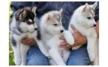 Very Playful and friendly Male and Female siberian husky Puppies