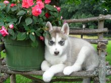 Very Playful and friendly Male and Female siberian husky Puppies