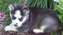 Very Playful and friendly Male and Female siberian husky Puppies