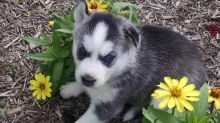 Very Playful and friendly Male and Female siberian husky Puppies