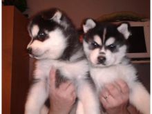 Very Playful and friendly Male and Female siberian husky Puppies