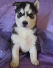 Very Playful and friendly Male and Female siberian husky Puppies