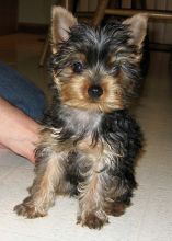 Yorkie puppies avialable (214) 980-7944
