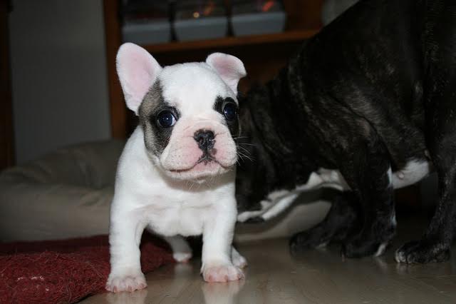 Perfect healthy M/F French bulldog puppies Available Image eClassifieds4u