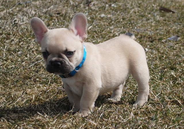 Perfect healthy M/F French bulldog puppies Available Image eClassifieds4u