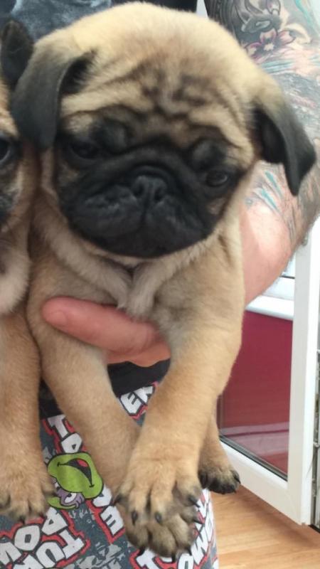 Health certified pug Puppies Ready To Go! Image eClassifieds4u