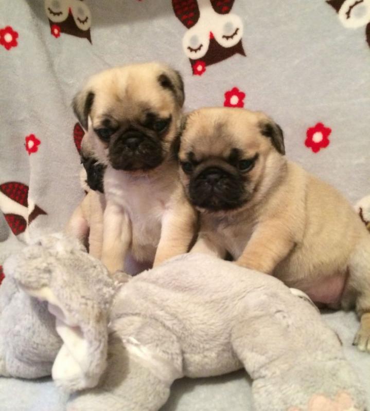 Health certified pug Puppies Ready To Go! Image eClassifieds4u