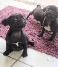 Get this Adorable pug puppies now!! Image eClassifieds4U