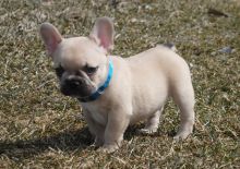 Perfect healthy M/F French bulldog puppies Available Image eClassifieds4u 2