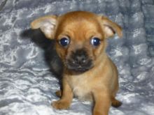 Tiny Teacup Chihuahua Text at(980) 262-0364 Image eClassifieds4U