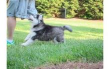 Very Playful and friendly Male and Female siberian husky Puppies Image eClassifieds4U
