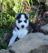 Very Playful and friendly Male and Female siberian husky Puppies Image eClassifieds4U