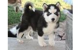 Very Playful and friendly Male and Female siberian husky Puppies Image eClassifieds4U