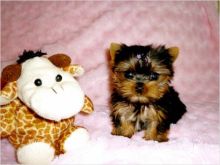 Yorkie puppies avialable (214) 980-7944 Image eClassifieds4u 2