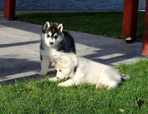 Young Female Siberian Husky For Rehoming!! (302) 417-1558 Image eClassifieds4U