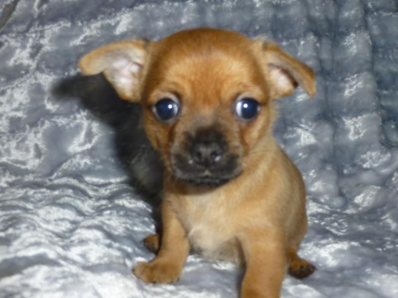 Tiny Teacup Chihuahua Text at(980) 262-0364 Image eClassifieds4u