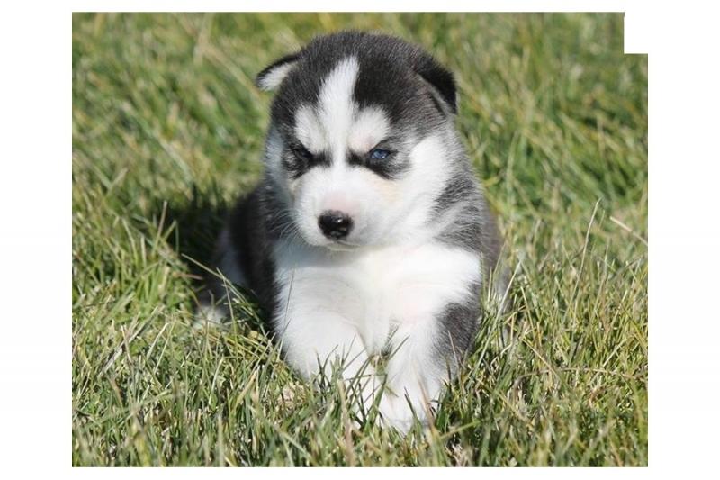 Very Playful and friendly Male and Female siberian husky Puppies Image eClassifieds4u