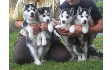 Very Playful and friendly Male and Female siberian husky Puppies Image eClassifieds4u