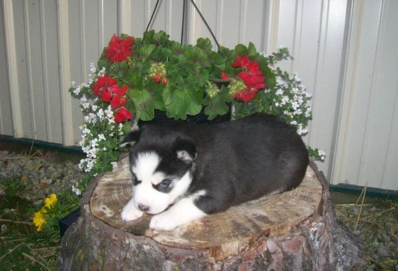 Very Playful and friendly Male and Female siberian husky Puppies Image eClassifieds4u