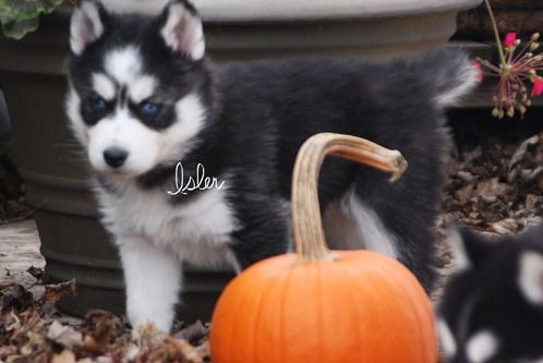 Very Playful and friendly Male and Female siberian husky Puppies Image eClassifieds4u