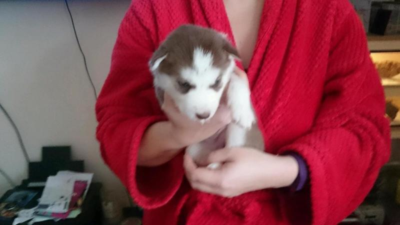 Very Playful and friendly Male and Female siberian husky Puppies Image eClassifieds4u