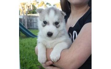 Very Playful and friendly Male and Female siberian husky Puppies Image eClassifieds4u