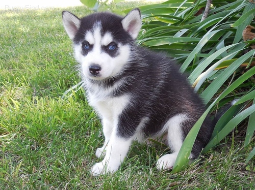 Very Playful and friendly Male and Female siberian husky Puppies Image eClassifieds4u