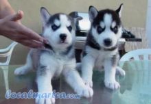 Adorable AKC/ CKC registered siberian husky puppies available