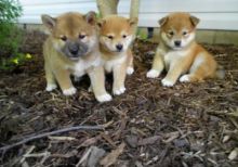 Shiba inu puppies .