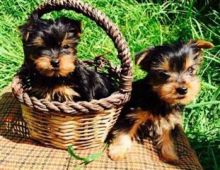 2 Yorkie puppies female and male