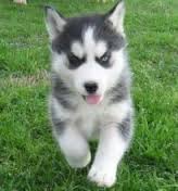 Absolutely Charming siberian husky puppies