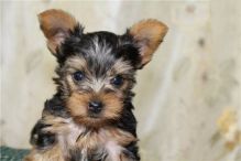 Adorable Princess, Ice Yorkie Available!