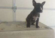 Alive Bull Terrier puppies text us (701) 369-3015