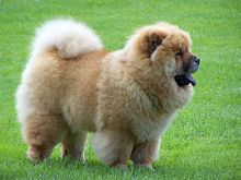 beautiful chow chow puppies