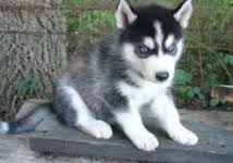 Blue Eyed Siberian husky puppies