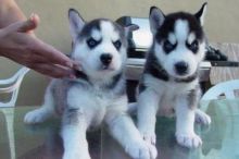 Check out this amazing male and female blue eyes Siberian Husky puppies