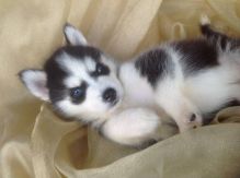 Cute and adorable male and female siberian husky puppies