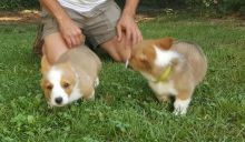 Ecstatic Pembroke Welsh Corgi Puppies