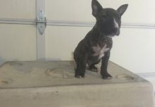 Excellent Bull Terrier puppies email us ( pcourtney712@gmail.com )