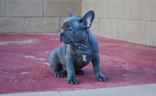 Friendly French bulldog puppies text us (701) 369-3015